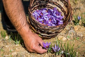 Афганистан насърчава отглеждането на алтернативни култури, които да заменят мака