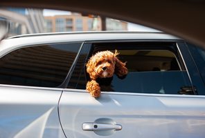 Кучетата предпочитат електрическите автомобили пред дизеловите