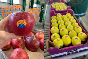 Цените на полските ябълки все още не са достатъчни, за да покрият нарастващите разходи