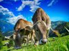 СЗО: Има риск птичи грип сред крави в САЩ да се разпространи по света
