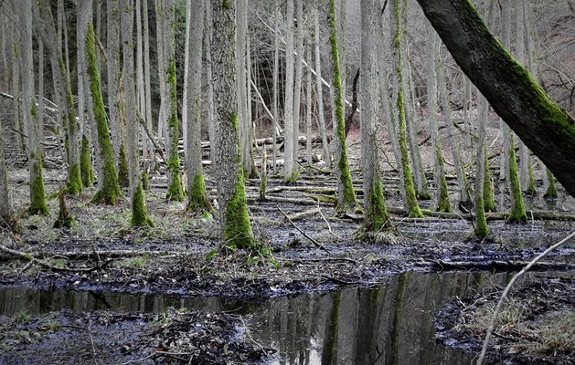 Заради периодичното замърсяване в нея вече няма риба
СНИМКА: Пиксабей