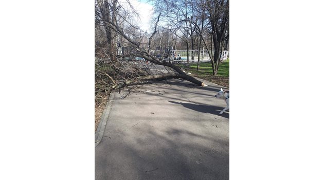 Силният вятър събори дърво в столичния парк “Св. Троица” около 16 ч вчера, докато по алеите тичаха деца. За щастие, никой не пострада.
