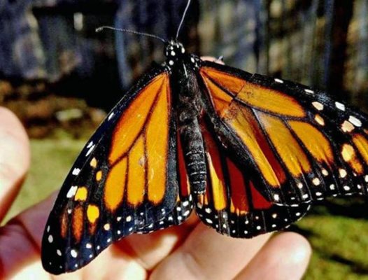 Спасената пеперуда монарх ;Снимка: Би Би Си