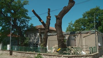 Жители на Браниполе недоволстват срещу сечта на вековни дървета
(Снимки)