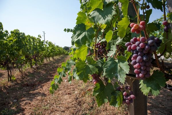 Лозаро-винарите в Поморие ще протестират срещу наредбата за претегляне на гроздето
