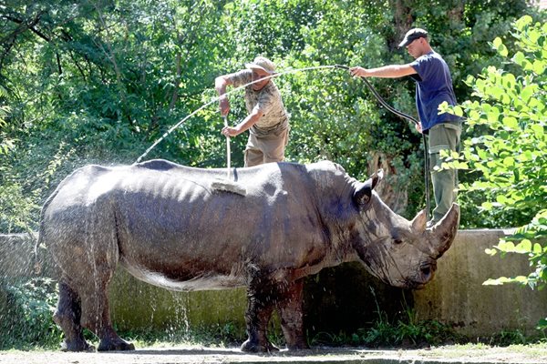 Гледачи къпят носорога в Софийския зоопарк. Снимка: РУМЯНА ТОНЕВА