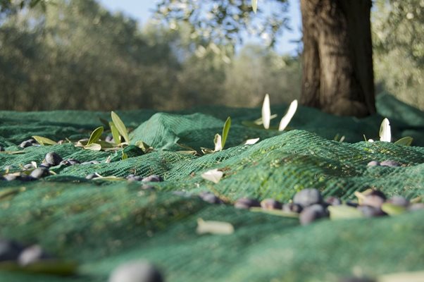 Тазгодишната реколта на маслини в Италия е с 11 на сто по-ниска заради студената зима и сухото лято.