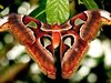 Пловдивската община брои 10 000 лева за пеперуда гигант