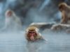 Изследване: Къпането край топли извори е релаксиращо и за маймуните