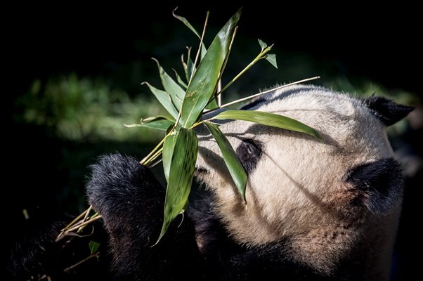 Посетителите на зоопарка в Копенхаген ще могат да се радват на пандите от днес.