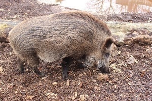 Диво прасе се появи в центъра на Перник