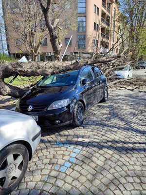 Дърво е разбило прозореца на паркиран автомобил.