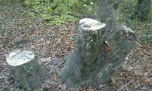Пет каруци и 11 кубика незаконни дърва са задържали горските при проверки