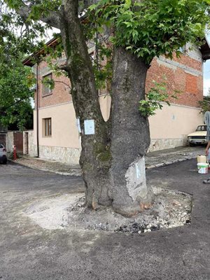 В резултат на бурната реакция асфалтът беше изрязан около ствола на чинара в Белащица и след това оформен с бордюри. Снимки: ФБ