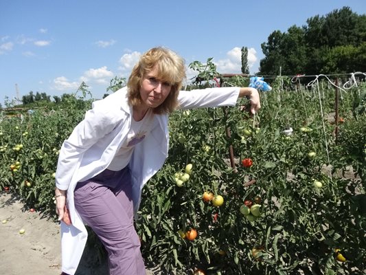 Шефката на института по зеленчукови култури доц. Даниела Ганева показва как при правилна агротехника се отглеждат хубави домати.