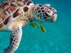 Колумбийски военни спасиха над 43 морски костенурки, жертви на трафик