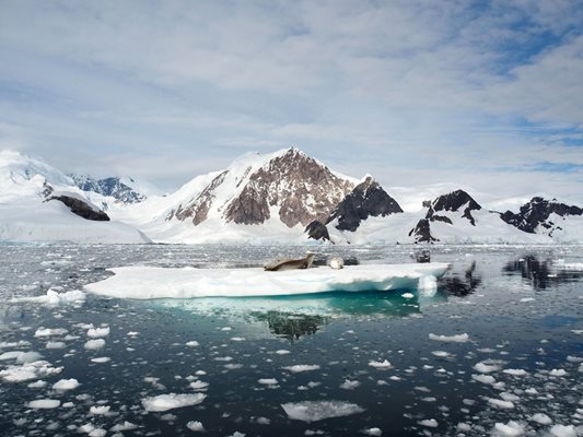 Тюлени върху леден блок във водите на Антарктида
