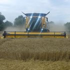 Жътвата започна и това натисна цената на хлебната пшеница надолу, а вносът от Украйна намали още повече котировките

СНИМКА: ВАНЬО СТОИЛОВ