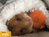 Хамстер, който яде морков - хит в мрежата (видео)