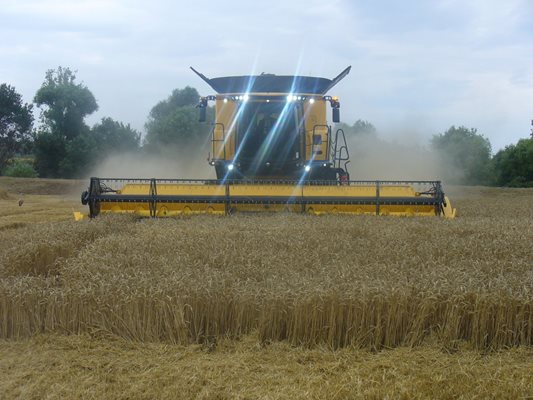Жътвата започна и това натисна цената на хлебната пшеница надолу, до равнищата отпреди 10 години.

СНИМКА: ВАНЬО СТОИЛОВ