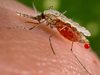 Малария в Солун