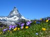 Растения мигрират към планински върхове в Европа заради климатичното затопляне