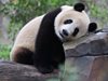 В Пекин се изгражда база за панди