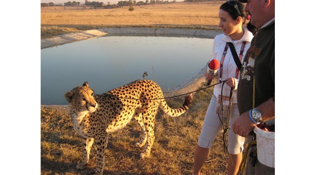 ГОРДО: Тони разхожда гепард в зоопарка на Йоханесбург.
