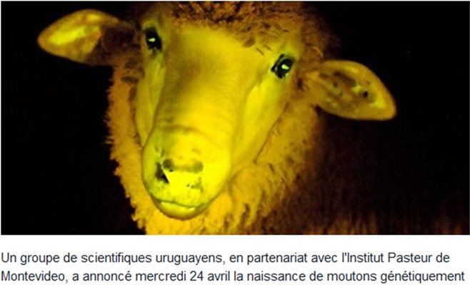Овцете в Уругвай фосфоресцират