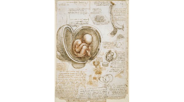 "Изследване на плод в утробата", 1510 г.,Кралската библиотека, Уиндзор
