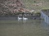 Още 4 бели и черни лебеда в езерото на парка в Благоевград