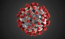 Черният дроб на най-плодовитото същество на Земята помага в битката срещу коронавируса