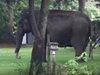 Слон се разходи по улиците на Уисконсин (Видео)