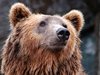 В Северна Италия издирват опасна мечка, нападнала и ранила човек
