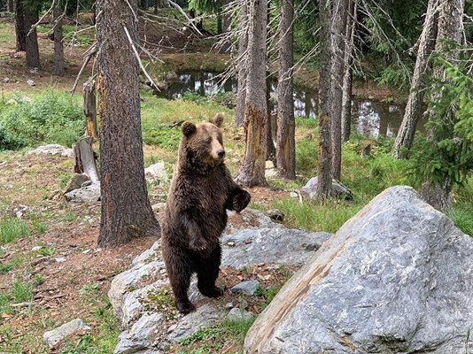 Последната държана в плен мечка в Албания е спасена в резерват в Австрия
