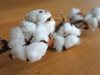 Сушата унищожава реколтата от памук в САЩ