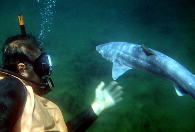 Акулата на плажа в Бургас заблудена, в Черно море са до метър и половина и не са опасни