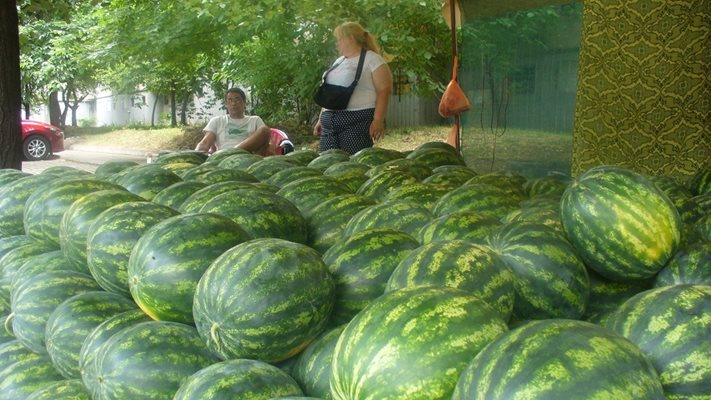 Цената на дините се срина, килото вече е само 50 стотинки