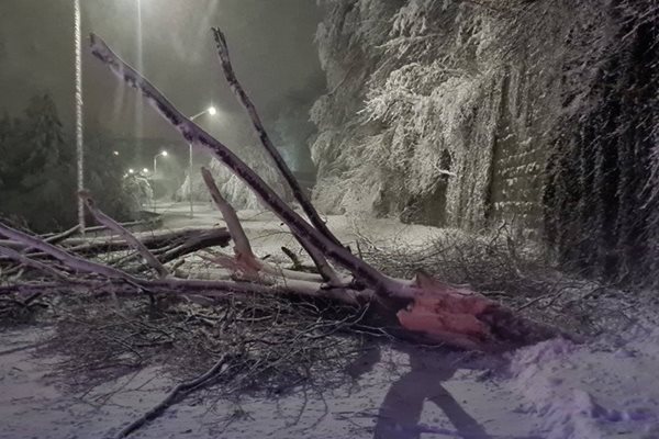 Паднали дървета са разчиствани, за да отворят пътищата.