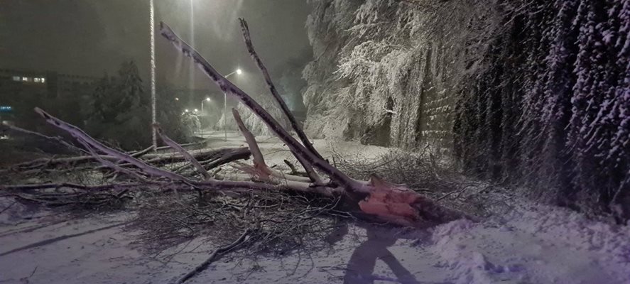 Паднали дървета са разчиствани, за да отворят пътищата.