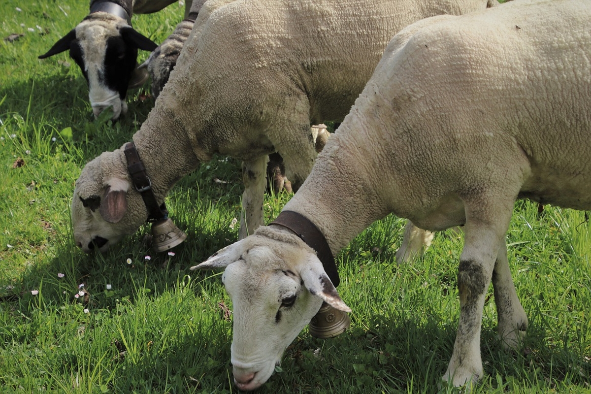 Овцевъди ще блокират границите с Гърция и РСМ заради вноса на агнешко