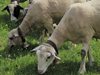Овцевъди ще блокират границите с Гърция и РСМ заради вноса на агнешко