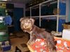 Откриха невредими откраднатите скъпи кучета в Бургас
