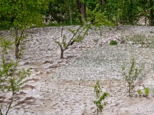 Градушката напълно е съсипала овошки и земеделски култури.