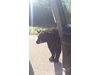 Полицейски служител направи опит да завърже разговор с мечка (Видео)