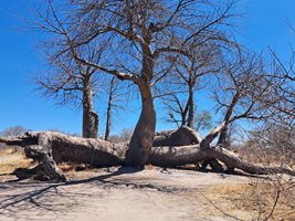 Най-старият баобаб в Африка, над 4000 години