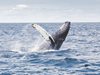 Повече от 130 кита загинаха в Австралия при масово излизане на сушата
