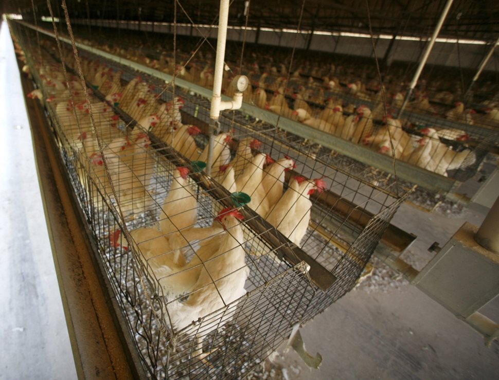 Петиция за забрана на клетките изправя фермите в ЕС пред огромно “бягство от затвора”