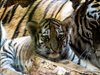 Ловешкият зоопарк се сдоби с две тигърчета