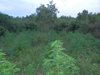 Разкриха нива с марихуана край пазарджишко село